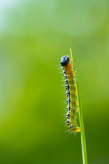 Box tree moth caterpillar, Cydalima perspectalis, closeup