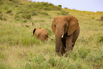 Naklejka na ściany i meble Elephant with Calf in Kenya, Africa