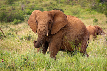 Large Bull Elephant in Kenya, Africa