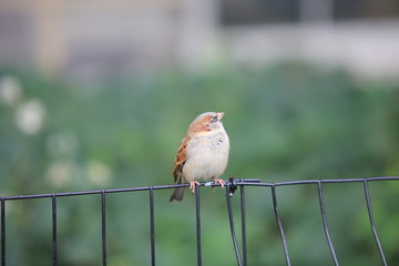 sparrow in the park of new york central park