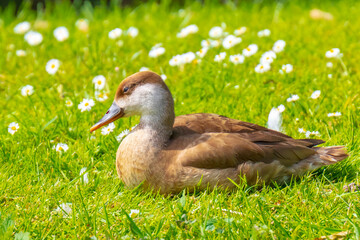 Female red-crested pochard Netta rufina waterfowl, low point of view.