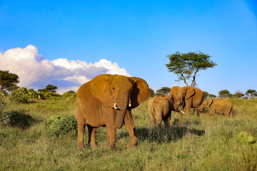 Obraz premium Bull Elephant with Herd in Kenya, Africa