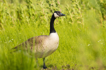 Canadian goose Branta canadensis in a meadow