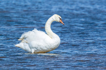 Mute swan, Cygnus olor, swimming