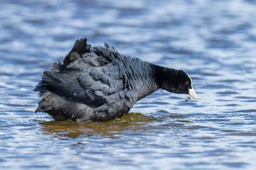 Eurasian coot Fulica atra