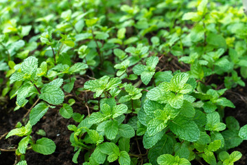 Fresh raw mint leaves in garden © byjeng