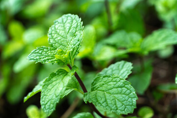 Fresh raw mint leaves in garden