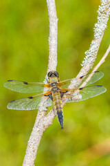 Close-up of a four-spotted chaser Libellula quadrimaculata dragonfly