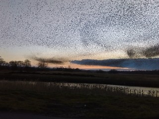 Starling Murmurations over Somerset levels