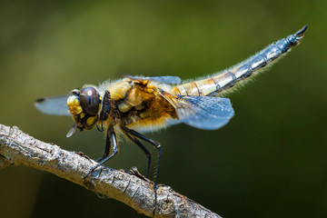Close-up of a four-spotted chaser Libellula quadrimaculata dragonfly