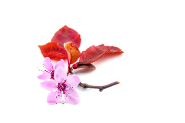 Pink cherry blossoms with red cherry leaves isolated against a white background. Perfect for the Japanese spring.