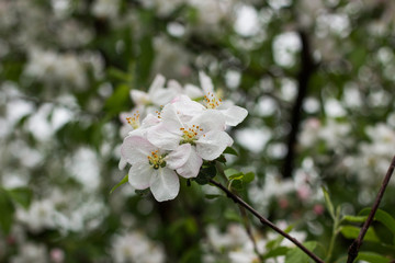 Apple tree flowers. Blossom in the rain with drops on petals
