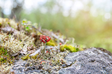 White reindeer lichen background pattern in the forest
