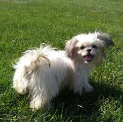 Funny smiling shih tzu dog 