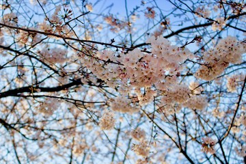 Cherry Blossom 