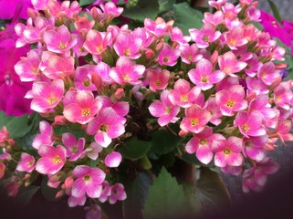 Closeup of cluster of small pink and yellow flowers with an ant 