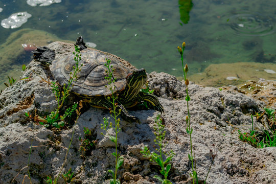 The pond slider turtle (Trachemys scripta) is basking in the sun on a rock in a pond.