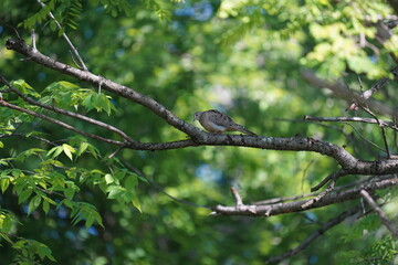 mourning dove on a branch