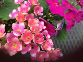 Fototapeta na wymiar Closeup of cluster of small pink and yellow flowers with an ant 