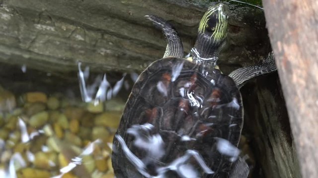A yellow-spotted Amazon river turtle or yellow-spotted river turtle (Podocnemis unifilis) bobbing in the water.