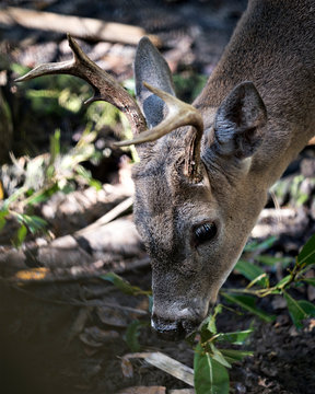 Deer Stock Photos. Deer Florida Key Deer head close-up profile view displaying head, antlers, ears, eyes, nose, with a blur background in its environment and habitat. Portrait. Picture. Image.