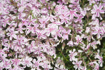 closeup of pink thyme flowers