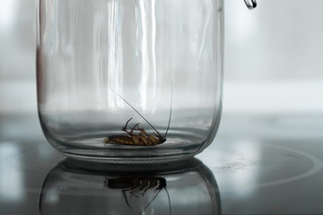 Cockroach in a glass jar in the kitchen