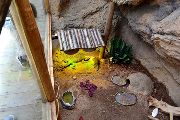 Lizards Inside of Desert Zoo Exhibit