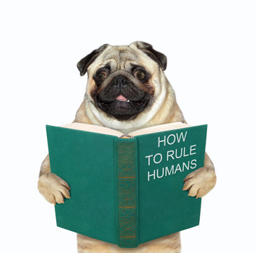 The pug dog is standing with a open green book called how to rule humans. White background. Isolated.