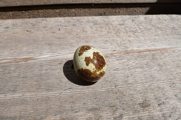 Ein Wachtelei mit hellen und dunklen Flecken auf grauem, silbrigem Holz in der sonne