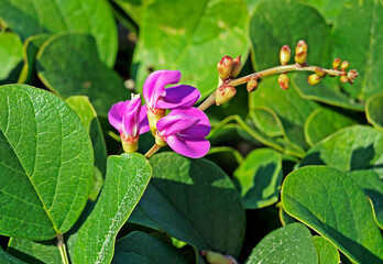 Beach bean flowers,(Carnavalia rosea), Rio de Janeiro, Brazil