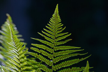 details of a fern leaf against a dark background