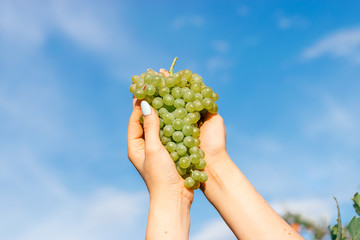 Naklejka na ściany i meble Close up of female hands holding a bunch of green grapes against a blue sky.Harvest concept, summer concept.Viniculture concept.Copy space,selective focus with shallow depth of field