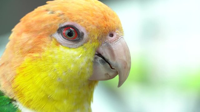 The black-legged parrot head very close up (Pionites xanthomerius), also known as the western white-bellied parrot. Orange and yellow head.