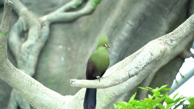 Guinea turaco (Tauraco persa), also known as the green turaco or green lourie perched in a tree in the rainforest of west africa. Concept.	