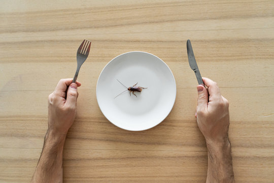 Top view, a man eating a cockroach. Cockroach in a white plate on the kitchen table. Strange taste preferences