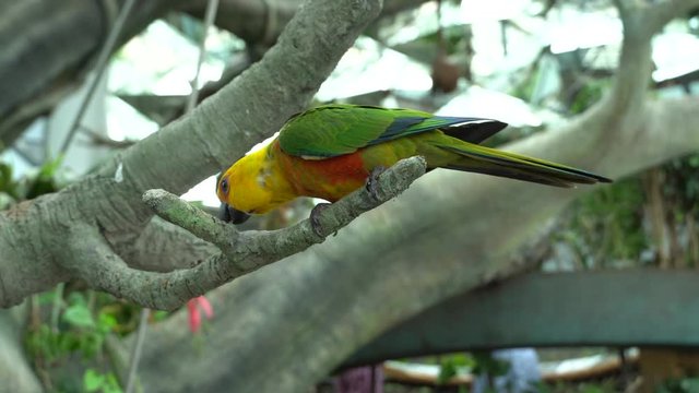 A Jenday Conure (Aratinga jandaya) perched in a tree, also known as jandaya parakeet is a small Neotropical bird found in northeastern Brazil.