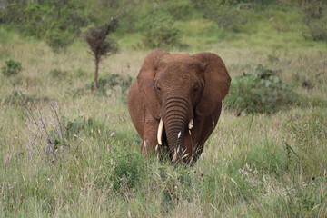 Fototapeta na wymiar Lone Elephant Grazing in Kenya, Africa