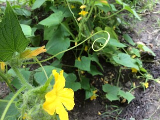 Yellow flower and feelers on cucumber vine 