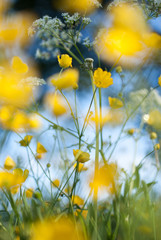 Swedish summer meadow. Buttercups and cow parsley. Scandinavian midsummer.