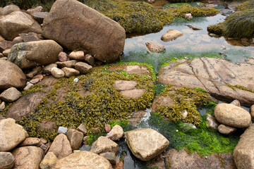 Fototapeta na wymiar Algae growing on rocks, beach ocean science, Maine, USA.