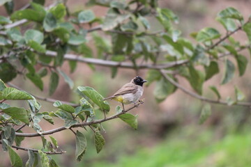 A bird on a tree