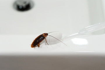Cockroach in the bathroom on the sink. The problem with insects.