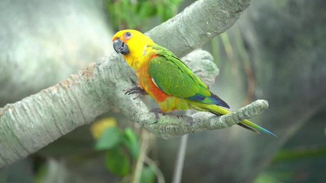 A Jenday Conure (Aratinga jandaya) perched in a tree, also known as jandaya parakeet is a small Neotropical bird found in northeastern Brazil.