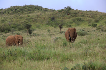Fototapeta na wymiar Elephant and Young Calf in Kenya, Africa