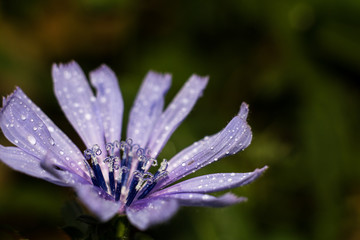 Fiore di cicoria