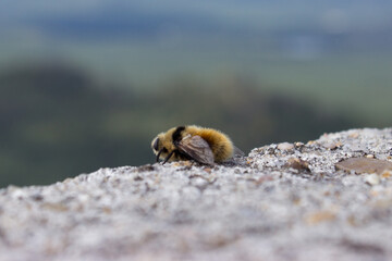 A wild bee sits on a stone