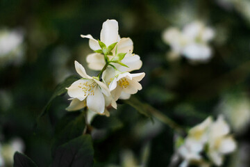 Obraz na płótnie Canvas Delicate jasmine flower