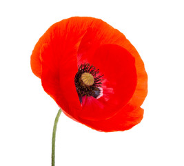 Red poppy flower blossom bright isolated on the white