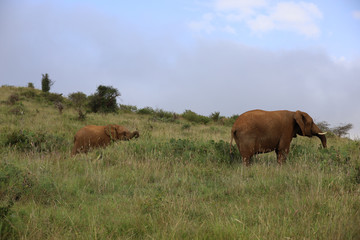 Baby Elephant Calf Following Mother in Kenya, Africa